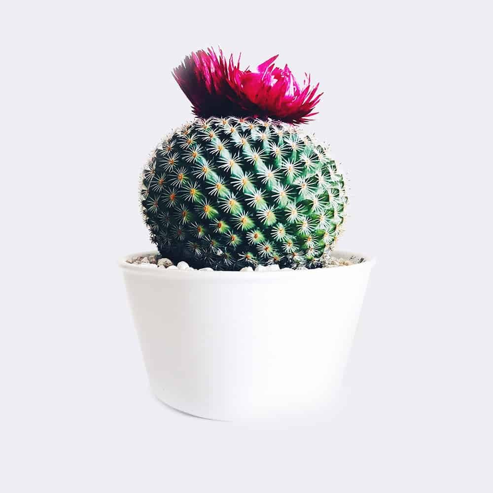 cactus4-free-img cactus4 free img
